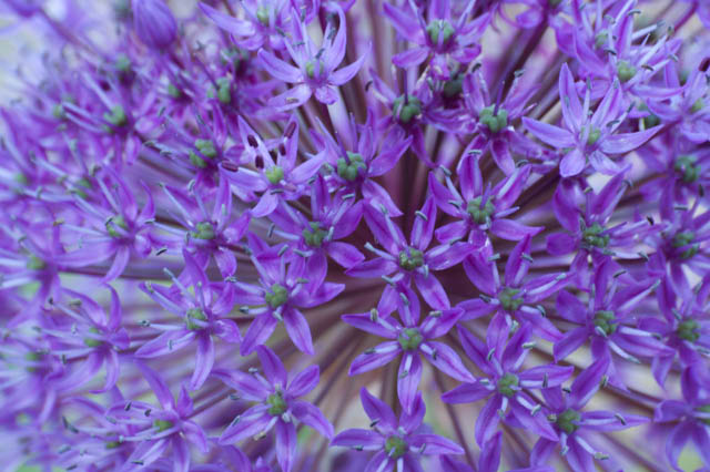 Allium blooms closeup.