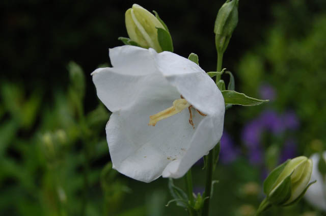 White bellflower bloom.