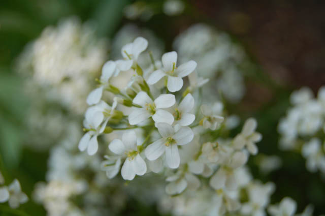 Candytuft flowers.