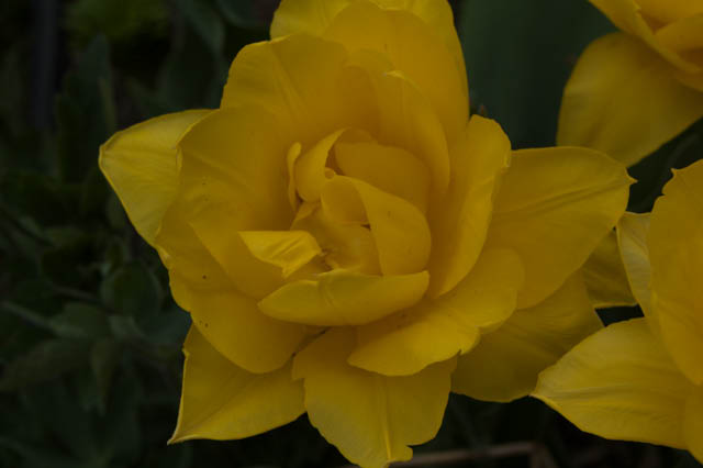 Daffodil flower.