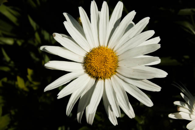 Shasta daisy bloom closeup.