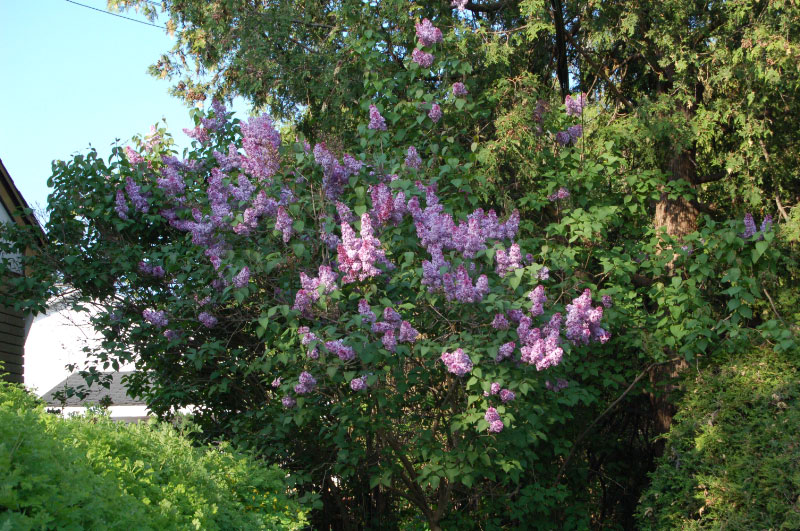 Lilac in bloom.