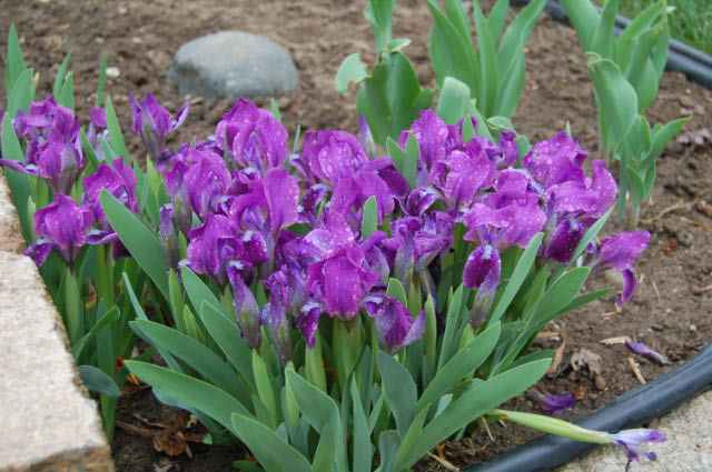 Dwarf iris plants.