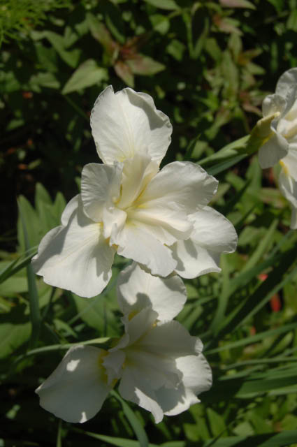 White Siberian iris bloom.