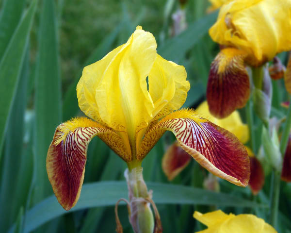 Gold beared iris bloom.