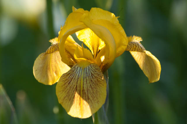 Yellow beared iris bloom.