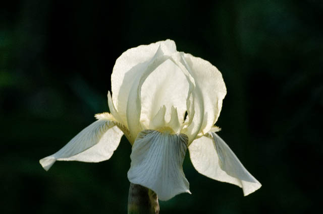 White beared iris bloom.
