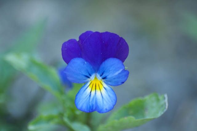 Flower closeup.