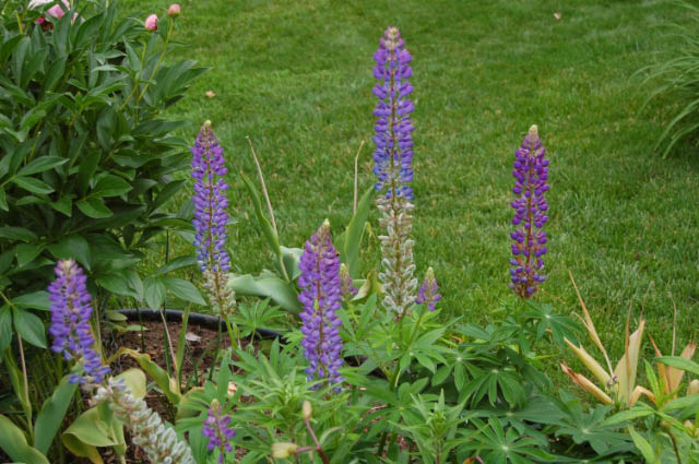 Mauve lupin in bloom.
