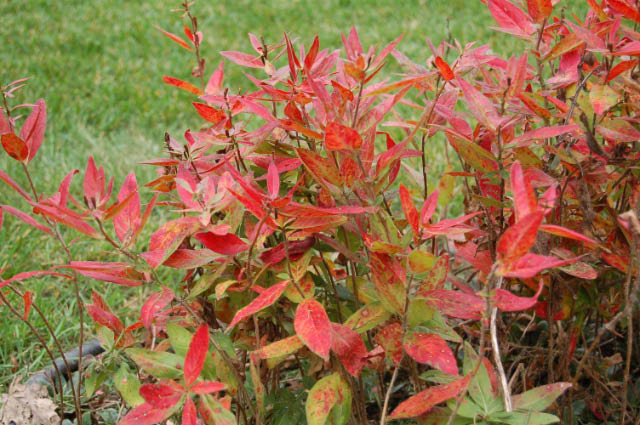 Sundrop plant in fall with red foliage.