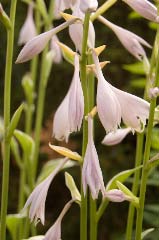 Hosta ibloom.