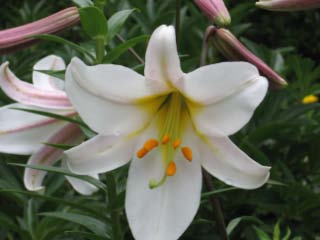 Trumpet lily.