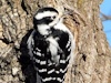 Female Downey Woodpecker