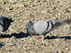 Rock doves, rock pigeons, or common pigeons