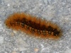 Ruby Tiger Caterpillar