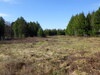 Bog