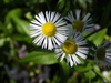 Daisy Fleabane