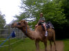 Julian on a camel 2012