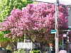 Cherry tree on Lees Avenue