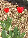 Ruth's Tulips
