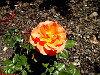 Roses at Rideau Hall