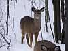 Whitetail deer at Huron