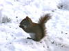Red Squirrel at Shilly Shally cabin