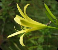 Hemerocallis citrina