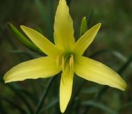 Hemerocallis citrina