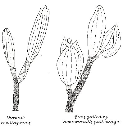 Image showing normal buds and damaged buds