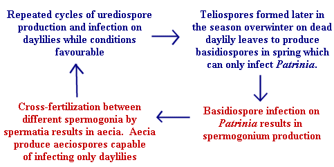 diagram of life cycle