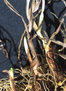 Dormant daylily buds