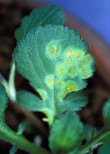 Puccinia hemerocallidis on Patrinia villosa