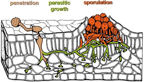 Schematic diagram of rust development