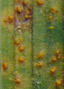 Rust pustules on daylily