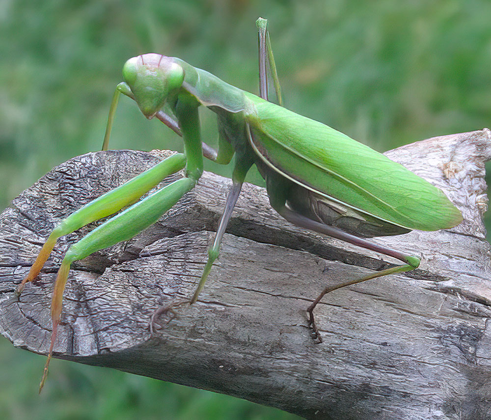 Mantis religiosa female