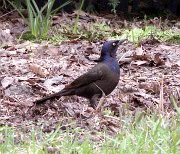 male common grackle