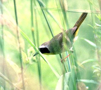 male common yellowthroat