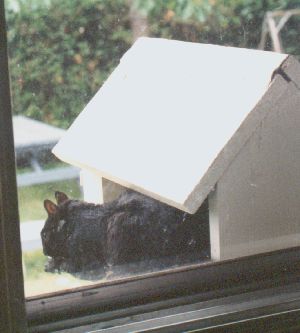 'grey' squirrel emptying a window sill feeder