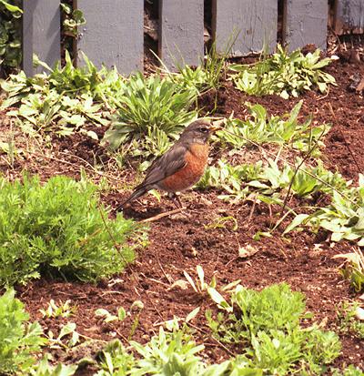 American robin in a pesticide-free garden
