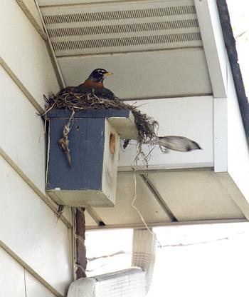 robin nesting on top of house sparrows
