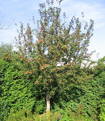 'Profusion' crabapple in a small back yard