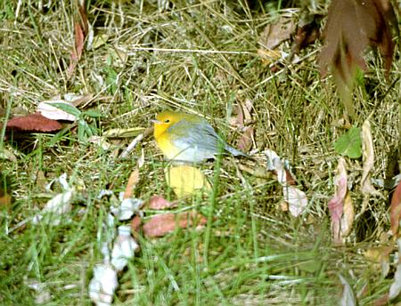 prothonotary warbler