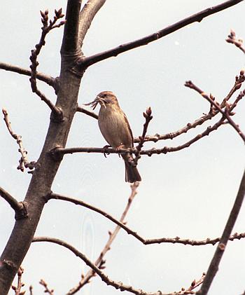 female house sparrow