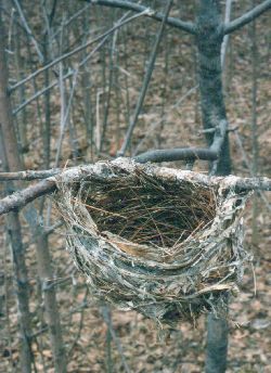 warbler nest