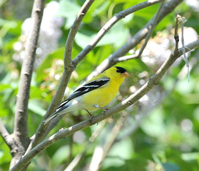 male goldfinch