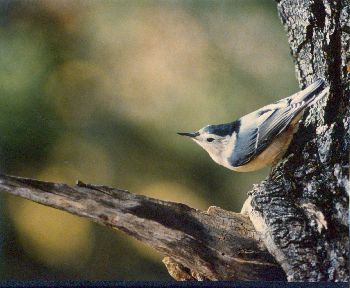 white-breasted nuthatch - Ray Holland