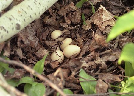 ruffed grouse nest