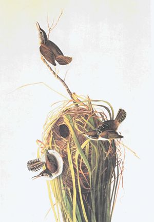 marsh wrens, J.J.Audubon, 1829