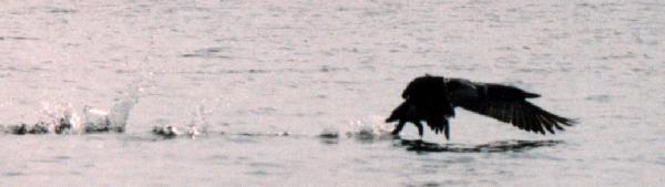 common loon landing